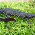 Great Crested Newts (GCN)