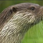 Otters and Water Voles