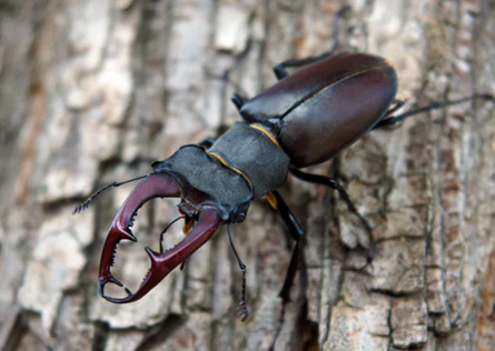 Stag beetle