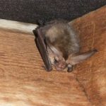 Bat Surveys – Clearly Explained.