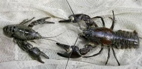 White-clawed Crayfish & Signal Crayfish