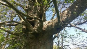 Read more about the article Tree Surveys