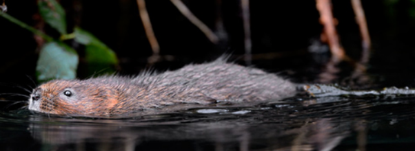 Water vole