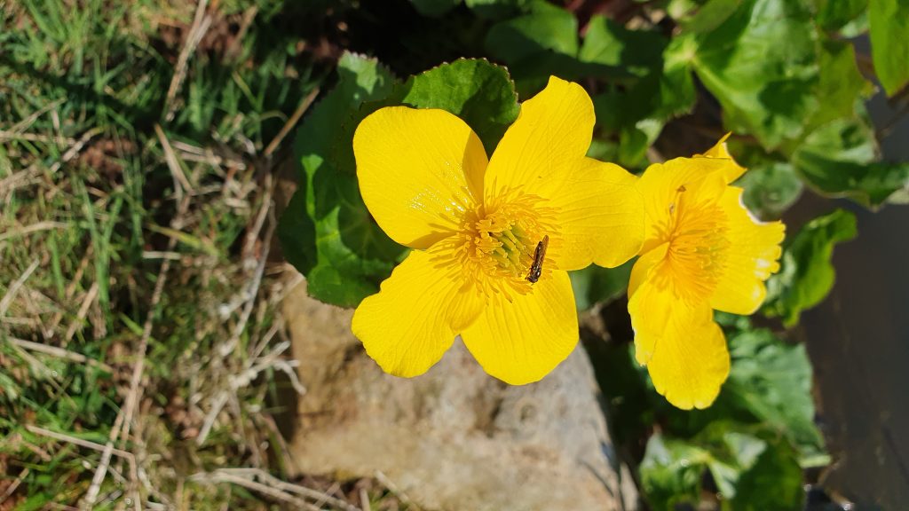 Wildflowers
