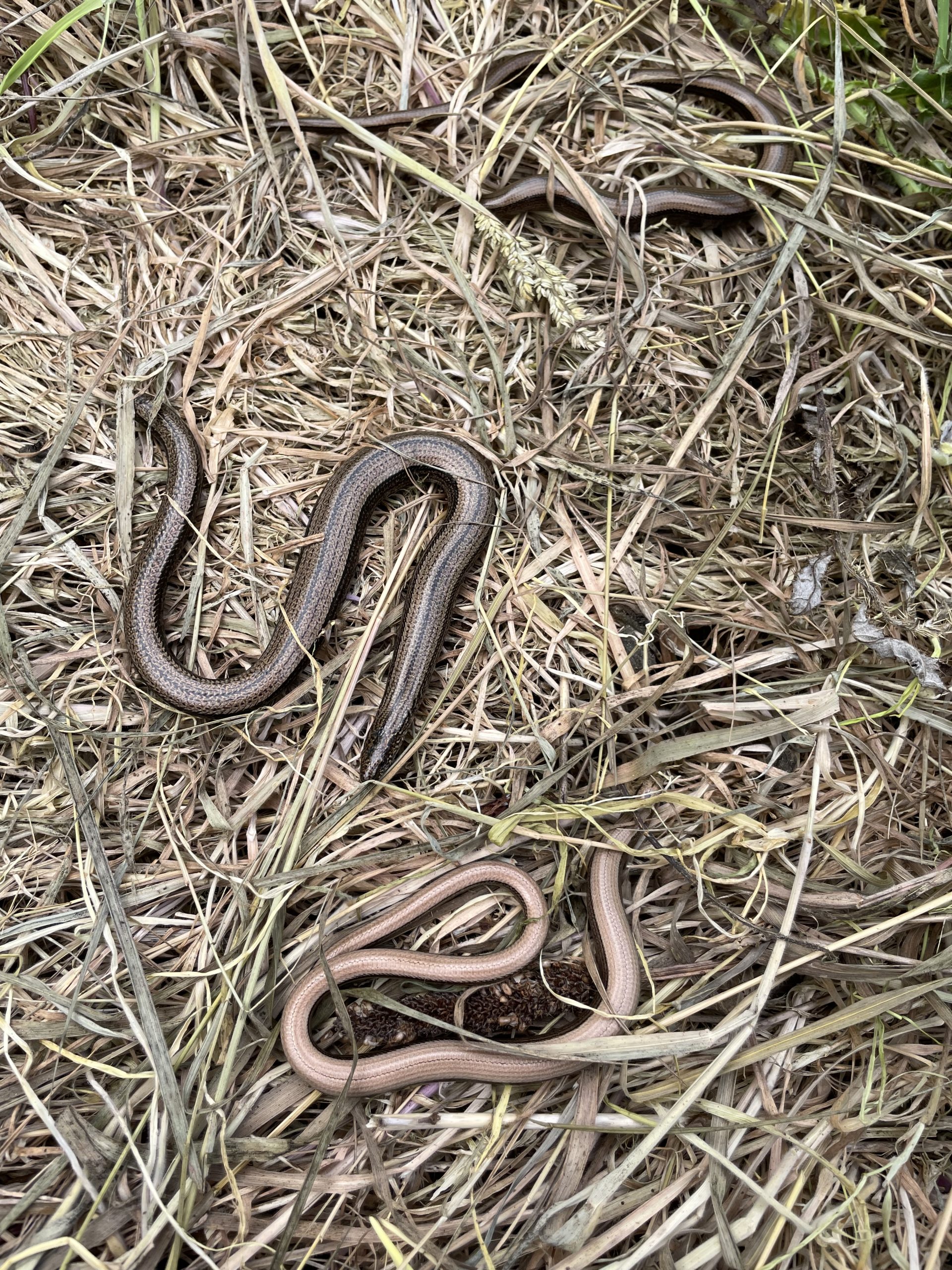 Snakes