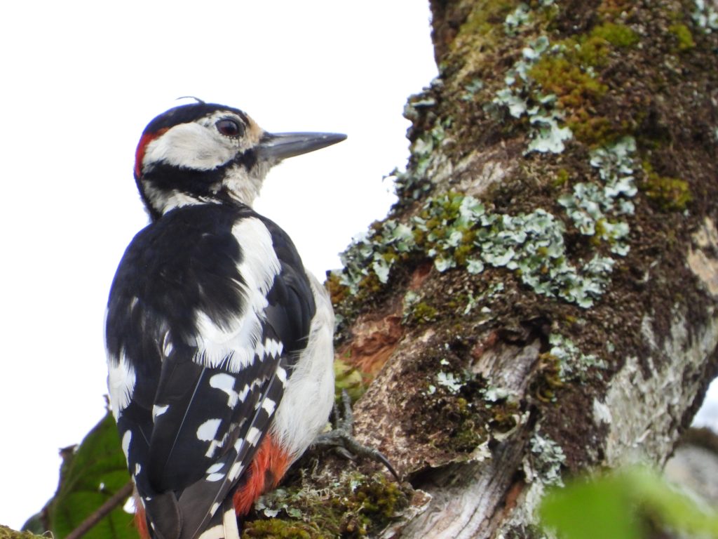 Woodpecker