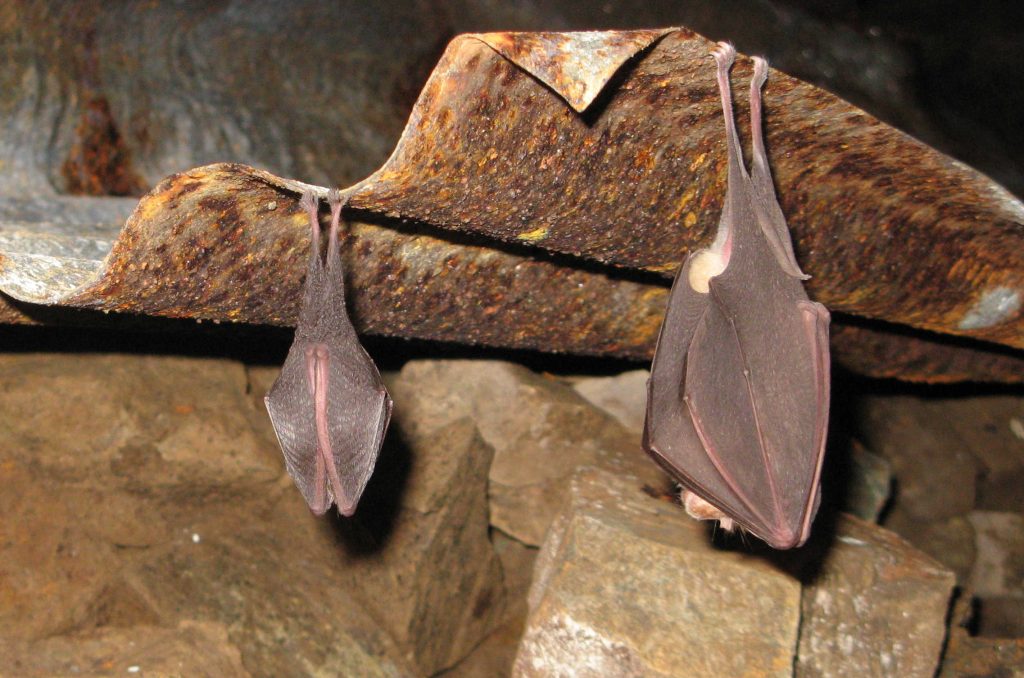Bat surveys