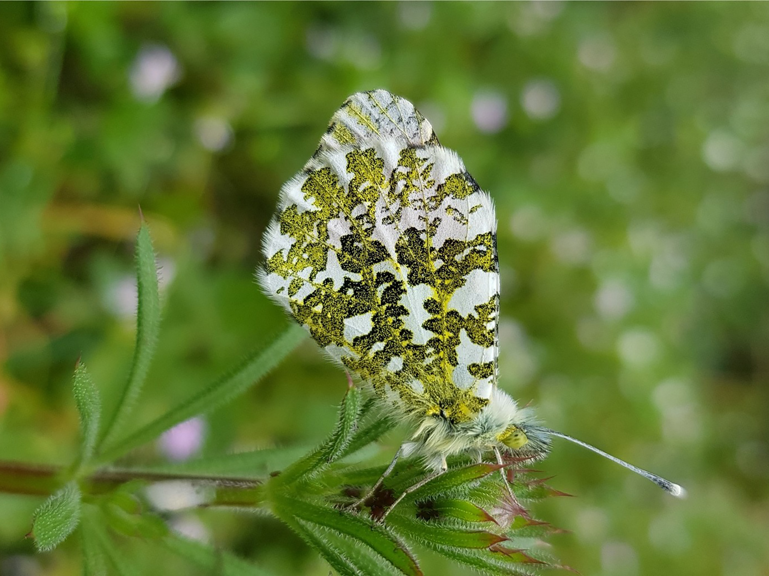 Moths