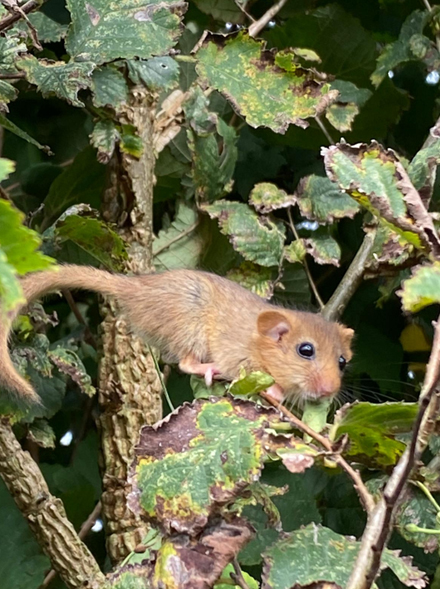 Wildlife